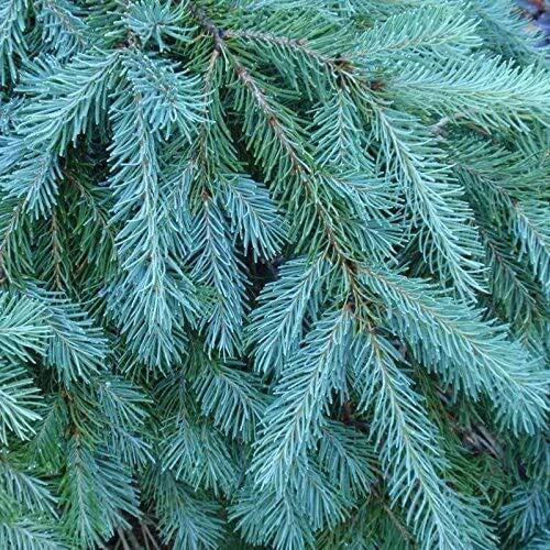 Blue Douglas Fir Seeds | 20+ Evergreen Tree Seeds | Pseudotsuga menziesii var. glauca for Landscaping & Garden
