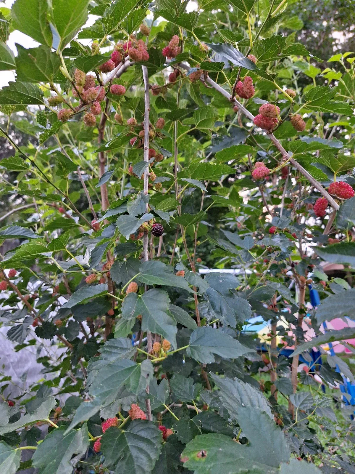 Dwarf Everbearing Mulberry Tree Morus Nigra 6+ Inch Bare Root Live Plant