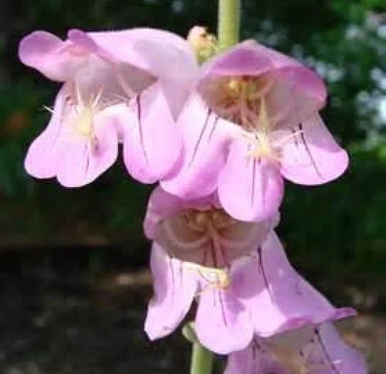 Palmer's Penstemon Seeds - 100 Fresh Penstemon palmeri Wildflower Seeds for Drought-Tolerant Gardens