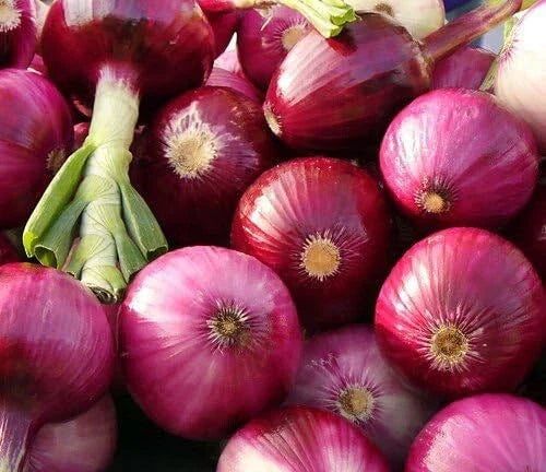 Ruby Red Onion Seeds 200+ Non-GMO Allium Cepa for Vegetable Garden - USA Grown