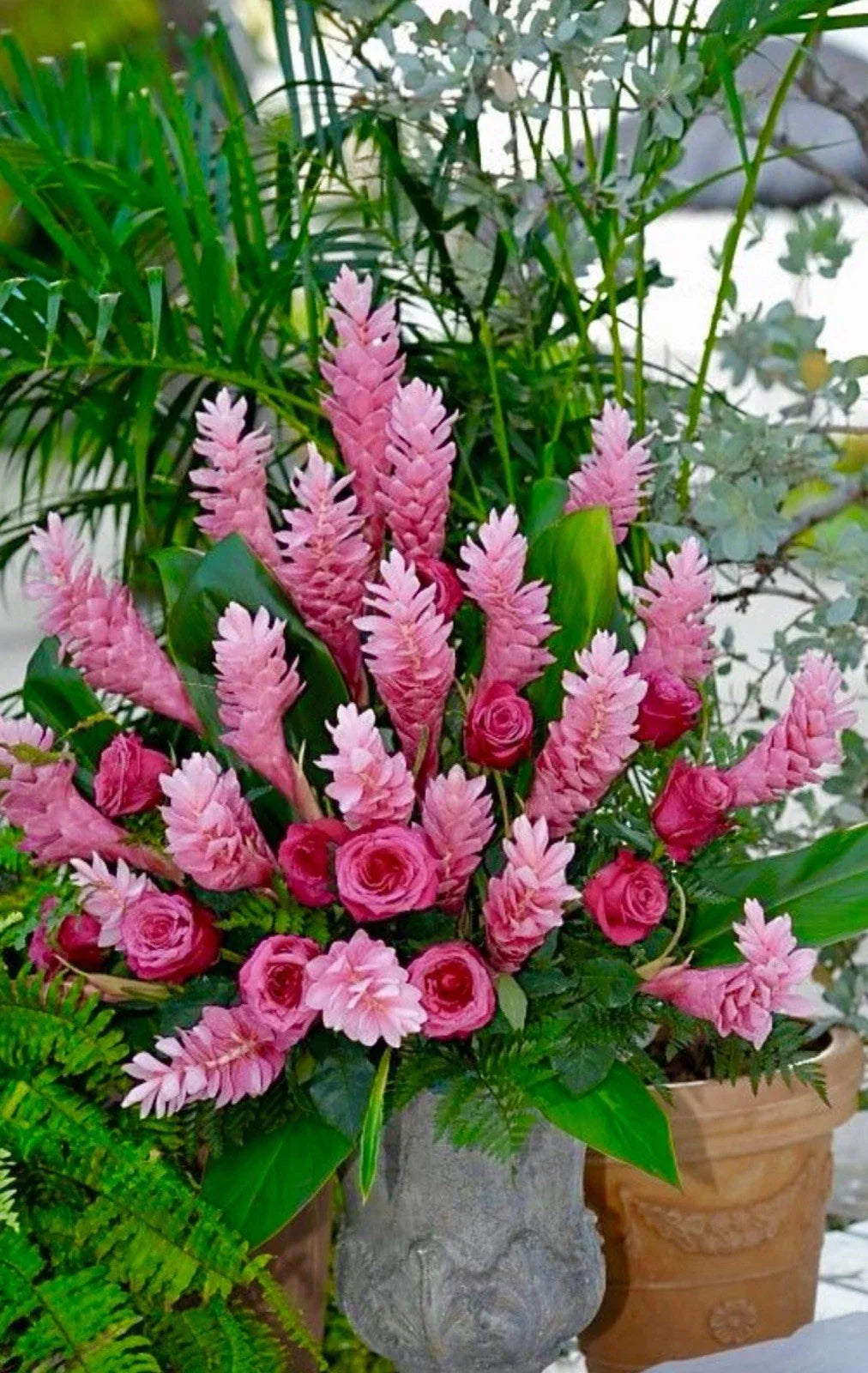 Hawaiian Hot Pink Ginger Plant - Small Rooted Starter - Alpinia purpurata - Tropical Flowering Plant for Garden & Indoor