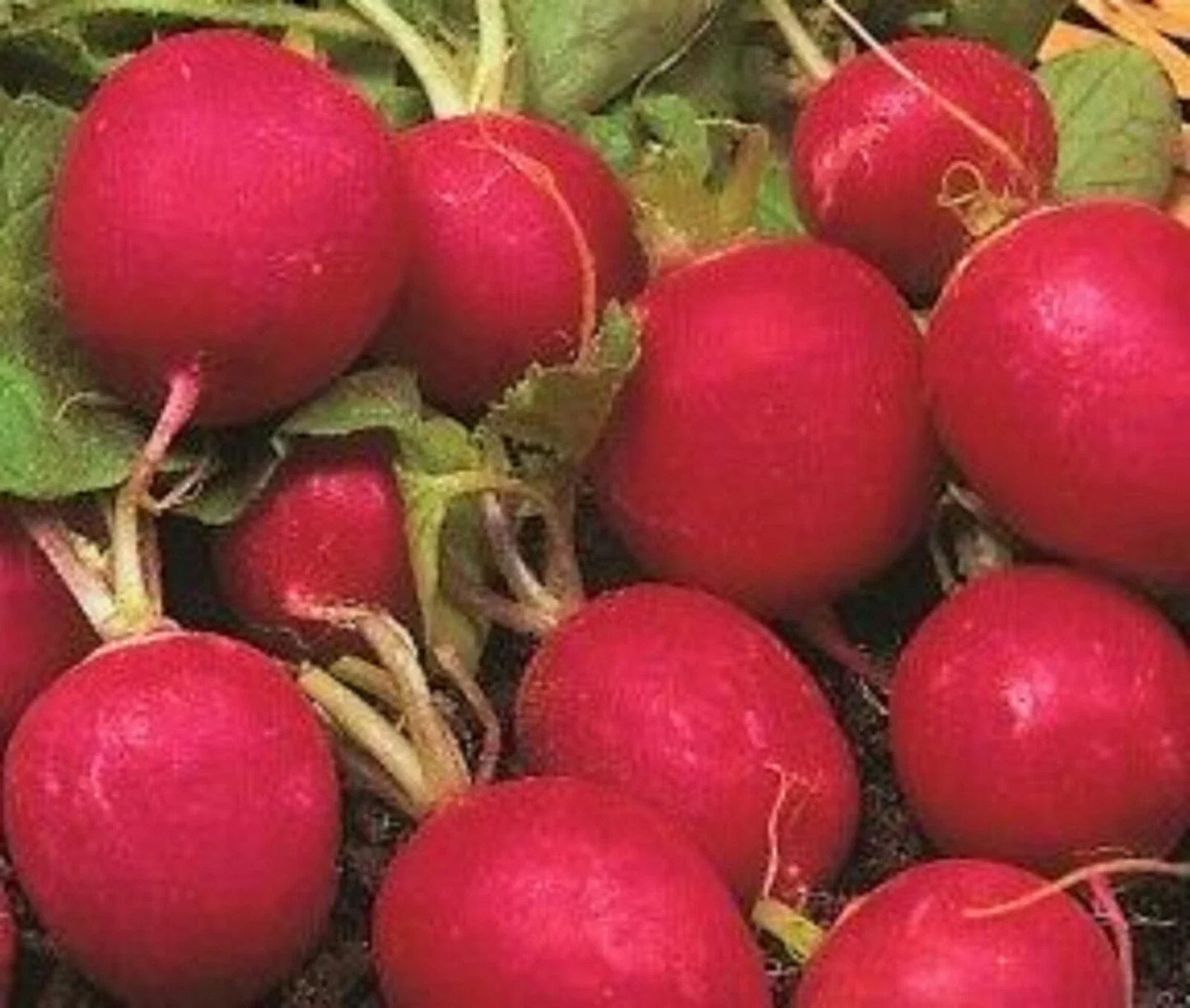 Crimson Radish Seeds - 100+ Non-GMO Heirloom Raphanus sativus Seeds for Vegetable Garden