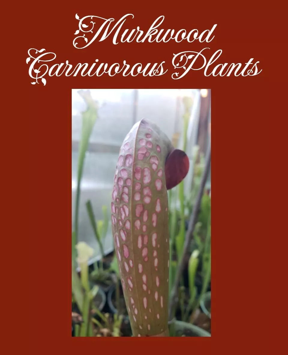 Live Pitcher Plant - Sarracenia Minor GIANT Okeefenokeensis Clone J Red Window Carnivorous Plant for Home Garden