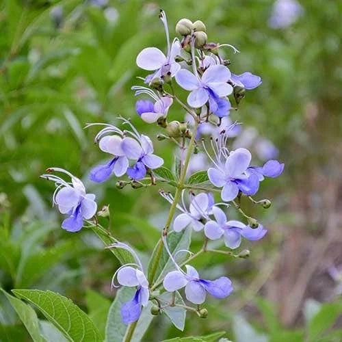 Clerodendrum ugandense Live Rooted Plant – Blue Butterfly Vine, Tropical Climber, Exotic Houseplant, 4" Potless Rooted Plant