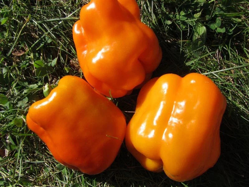 Orange King Bell Pepper Seeds - Organic Heirloom Capsicum annuum