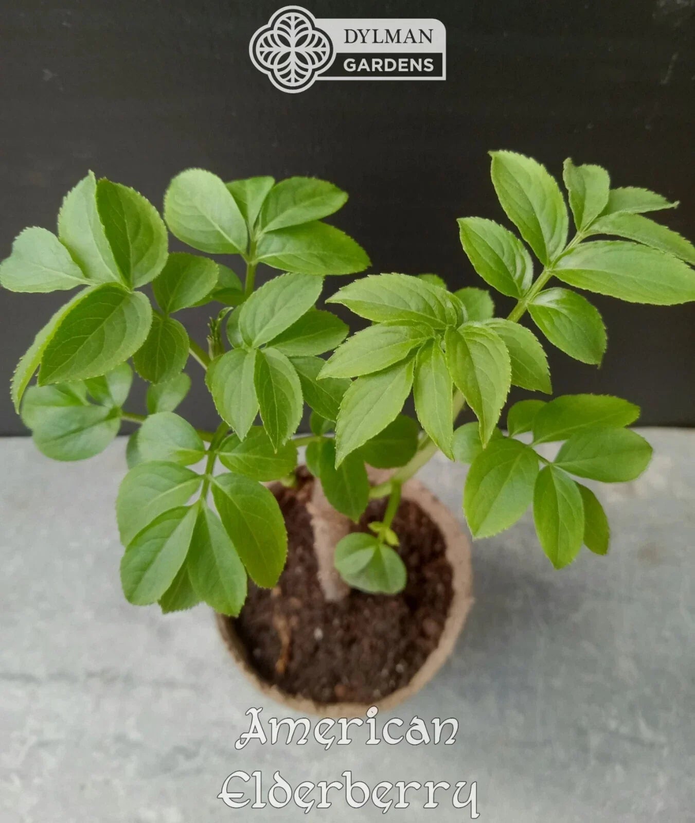American Elderberry Plants - Sambucus canadensis - Live Dormant 6 to 8 Inch Shrubs