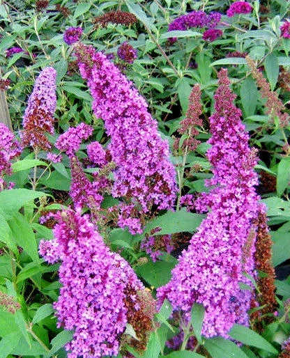 Butterfly Bush Seeds Lavender 210 Pack Buddleia davidii Hardy Perennial Pollinator Attractant