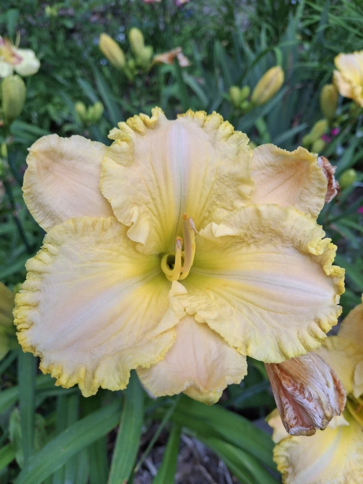 Hemerocallis Daylily Starter Plant - Super Ruffled Lace - 1 Fan Bareroot Perennial Flowering Plant