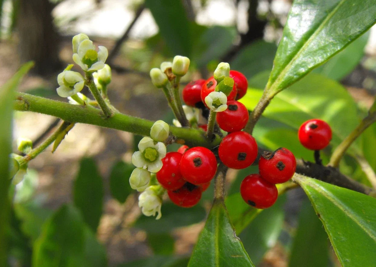 Live Yerba Mate Plant Starter - 5" Rooted Ilex paraguariensis Herbal Tree for Indoor & Outdoor Cultivation