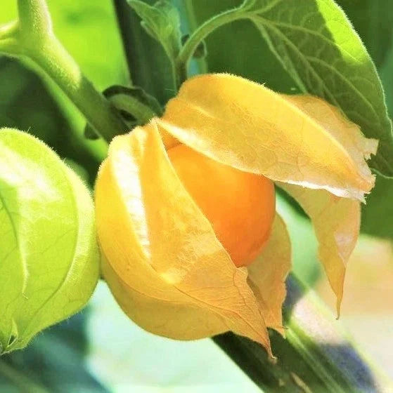 Strawberry Ground Cherry Seeds, Physalis pruinosa, Orange Yellow, Small Fruit, for Home Garden & Container Planting