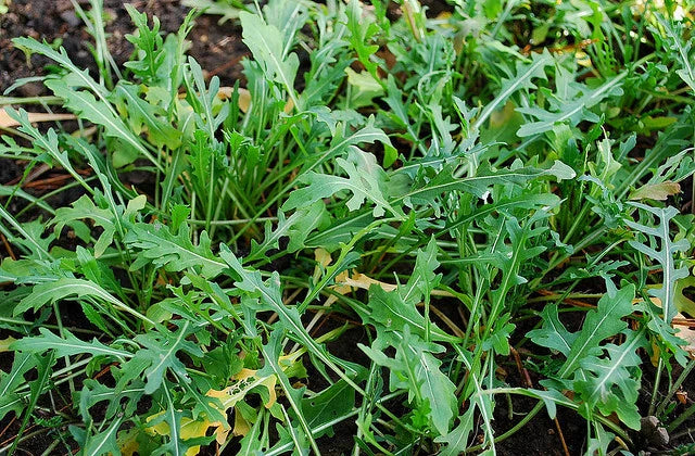 Arugula Herb Seeds Wild Variety - 400+ Fresh Non-GMO Seeds Brassica rapa subsp. sylvestris