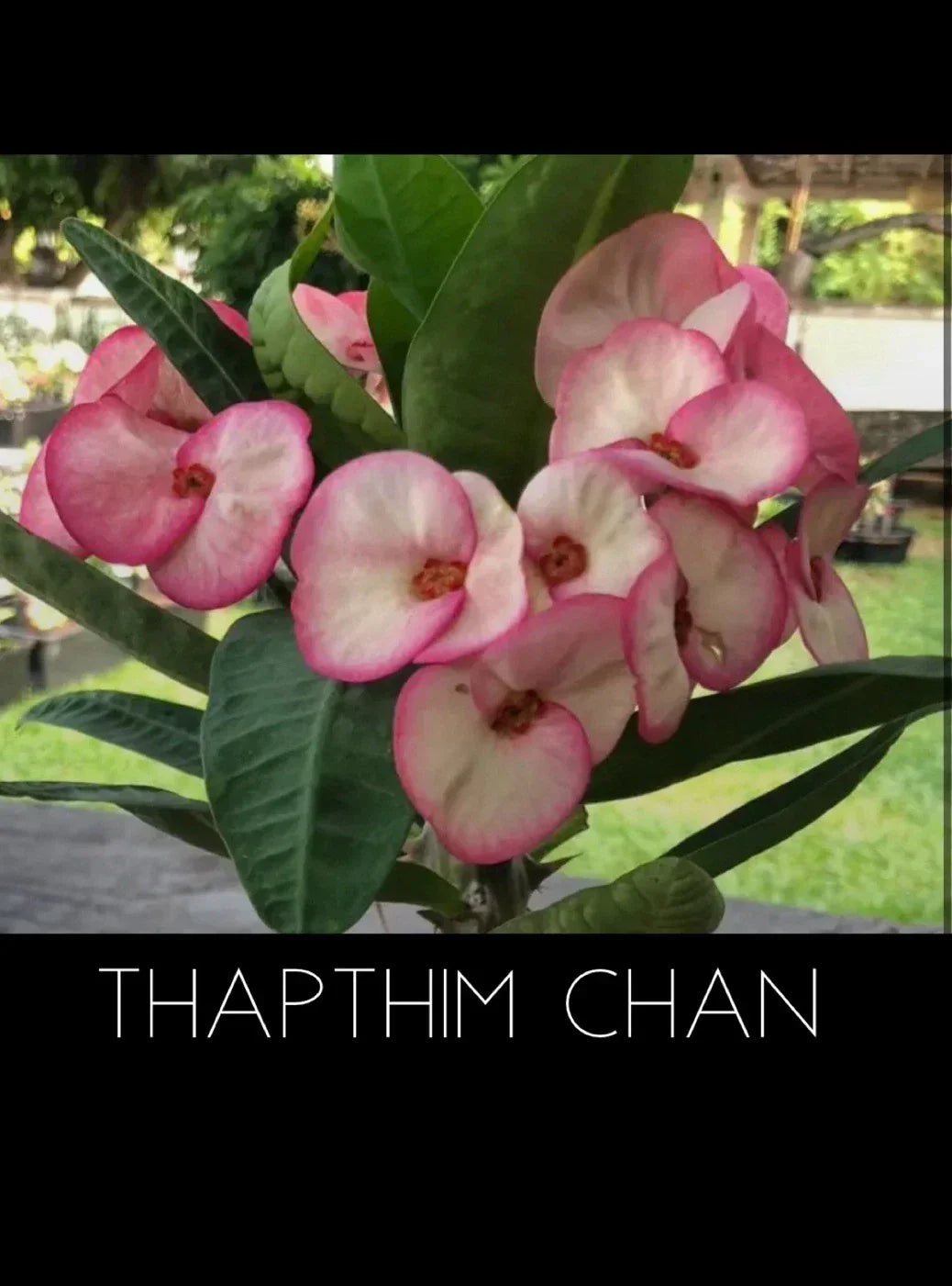 Crown of Thorns Plant - Thapthim Chan Variety Euphorbia Milii Rooted Succulent for Indoor and Outdoor Decor