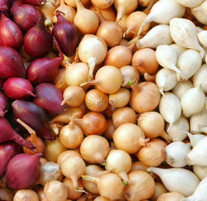 Mixed Onion Sets - 3 Color Bulbs (Yellow, Red, White) - Allium cepa - Gardening, Planting, Bulbs