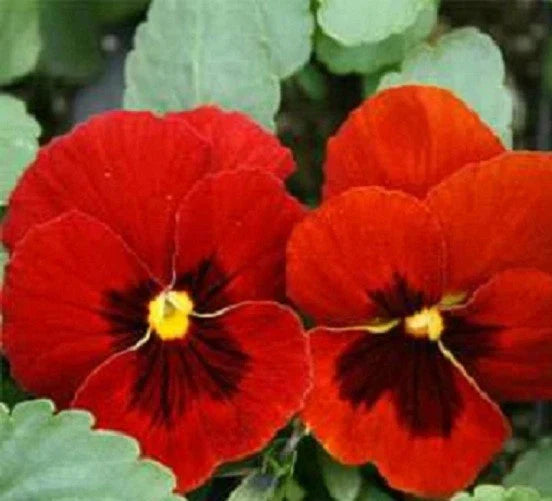 Viola Seeds - 100 Swiss Giant Alpenglow Pansy Seeds for Garden and Containers