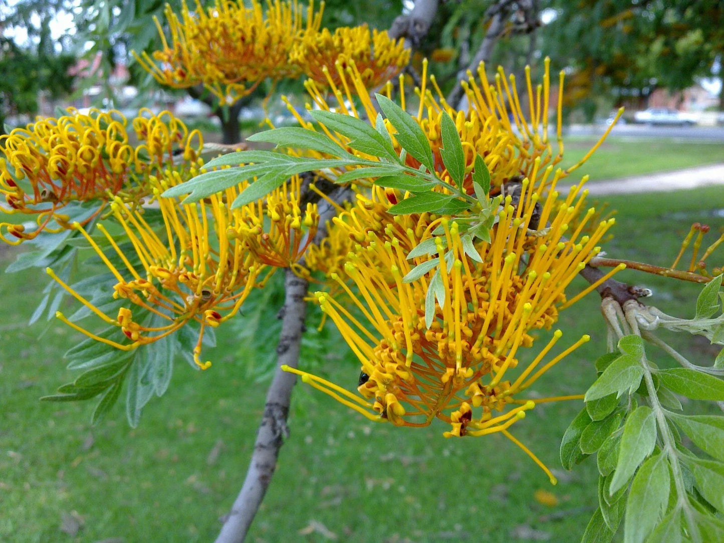 Silky Oak Seeds - 20 Pack - Grevillea robusta - Fast Growing Tropical Tree