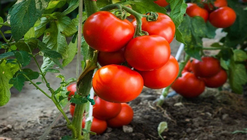 Jersey Tomato Seeds - Organic NON-GMO Beefsteak Heirloom Vegetable Seeds - Solanum lycopersicum, 30+ Pack
