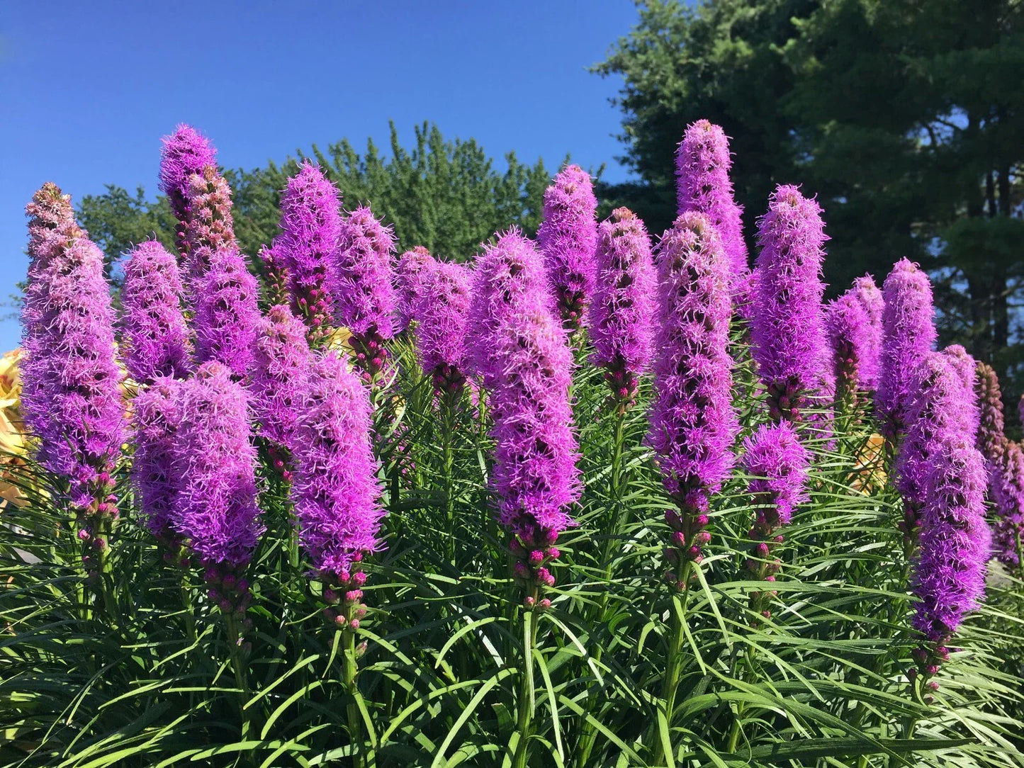 Liatrus Spicata Seeds - 100 Count - Blazing Star, Gayfeather - Mostly Purple with Some White Flowers