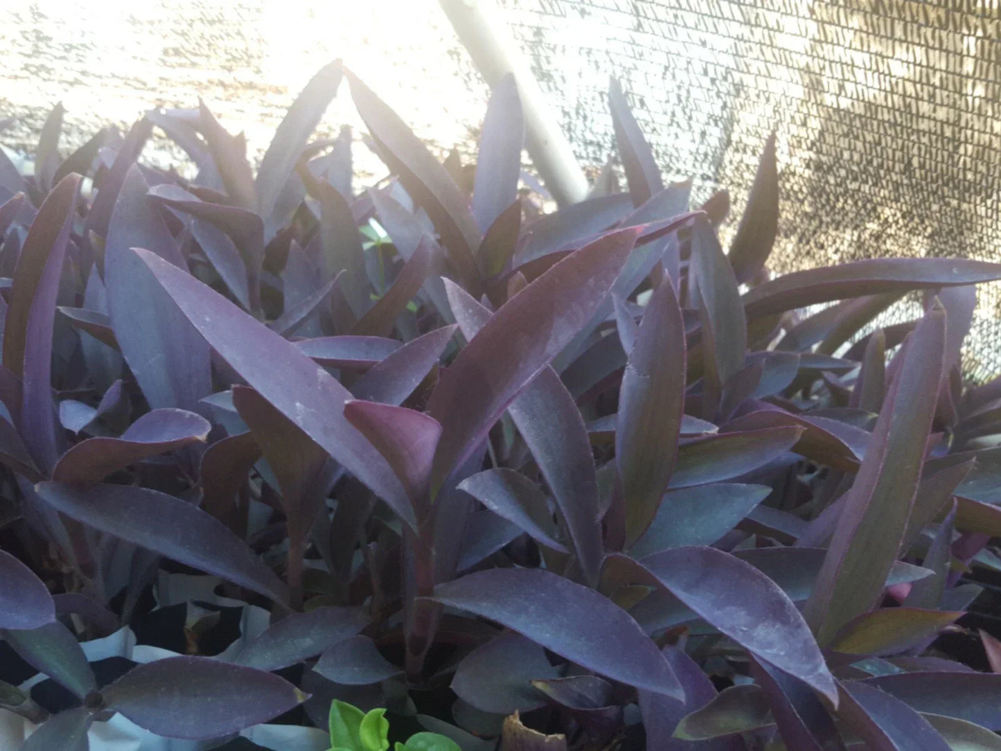 Live Purple Heart Plant Cuttings - 12 Pcs Tradescantia pallida for Indoor and Outdoor Gardens
