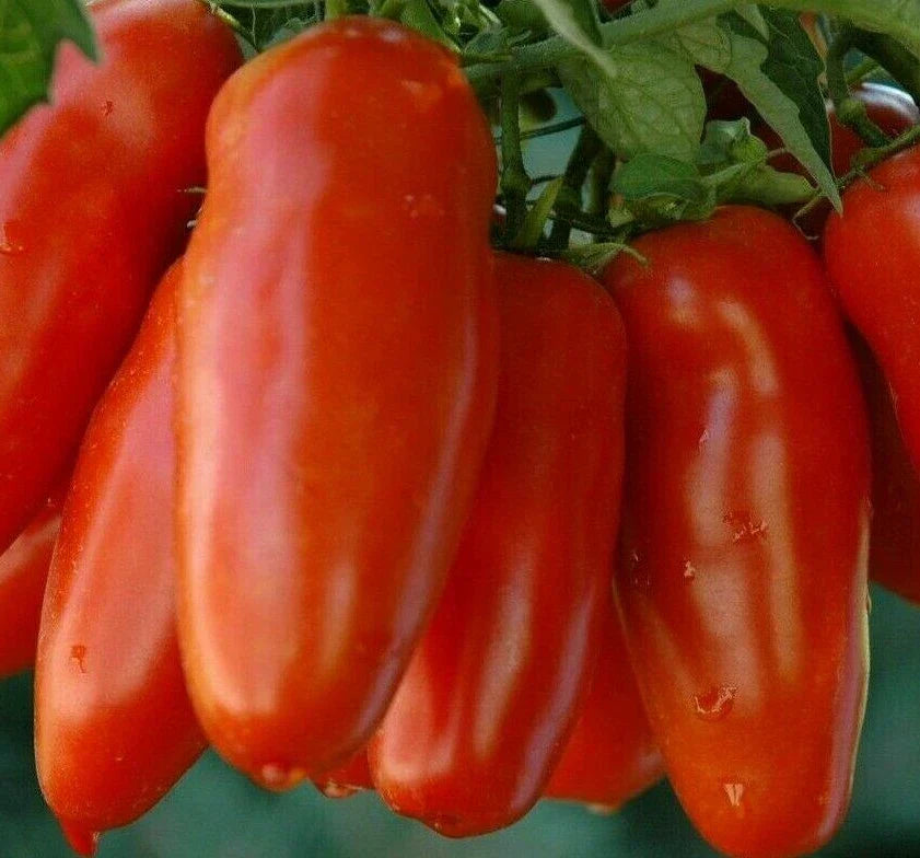 San Marzano Tomato Seeds - 100+ Heirloom Seeds for Sauce & Salad