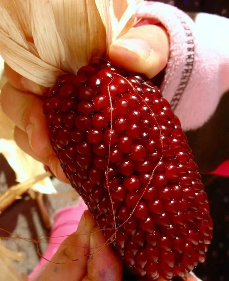 120+ Strawberry Ruby Corn Seeds - Organic Heirloom Sweet Popcorn Zea mays