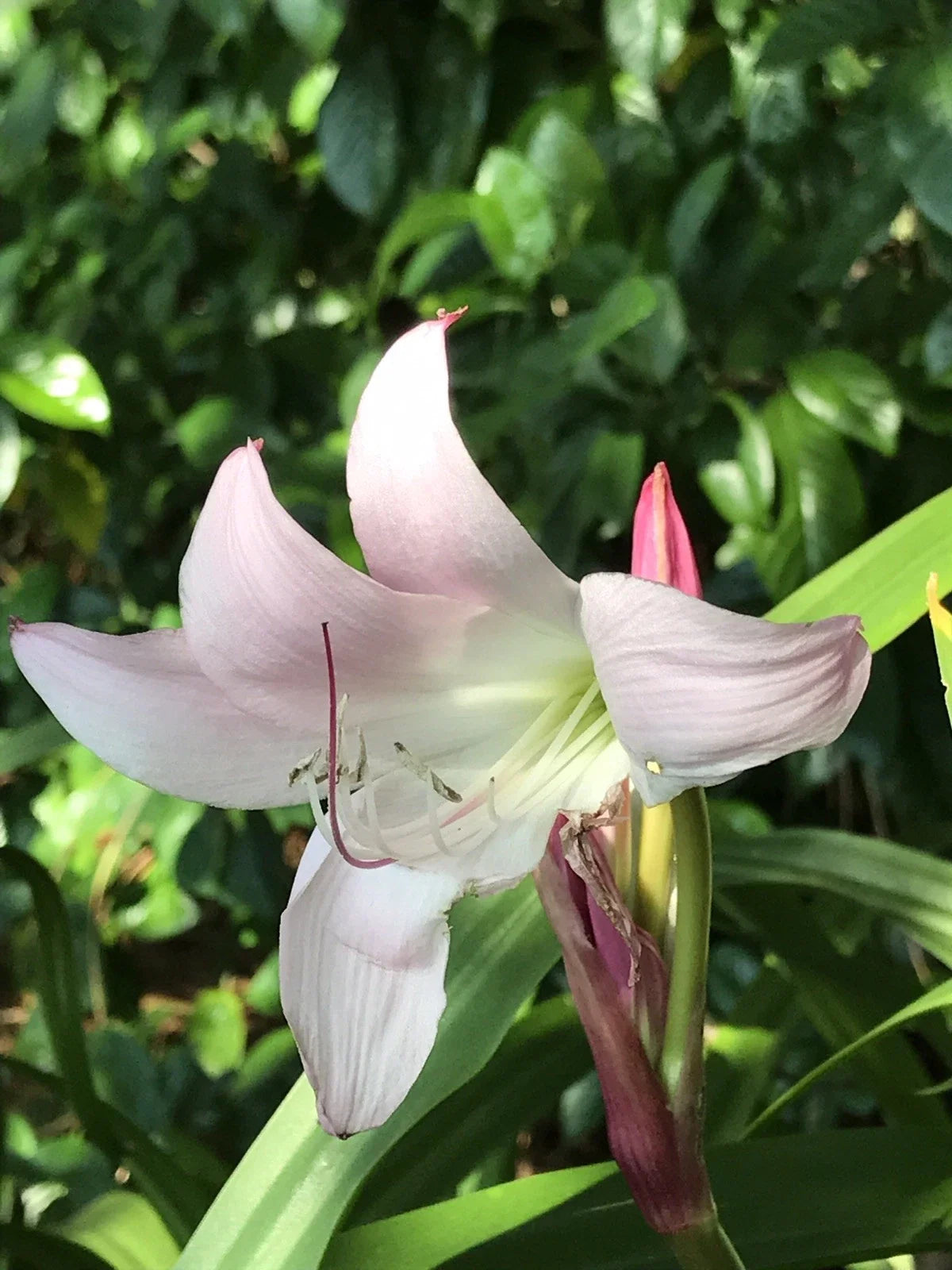 Pink Crinum Lily Bulbs - 2+ Inch Size, Amaryllis Belladonna, Hardy Outdoor Flowering Plant, Crinum spp.