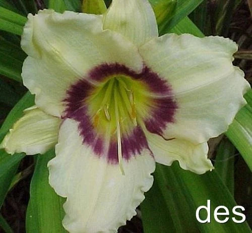 Daylily Plants - 3 Pack - Pandora's Box Ivory with Purple Eye - Hemerocallis, Reblooming Perennials for Garden Beds
