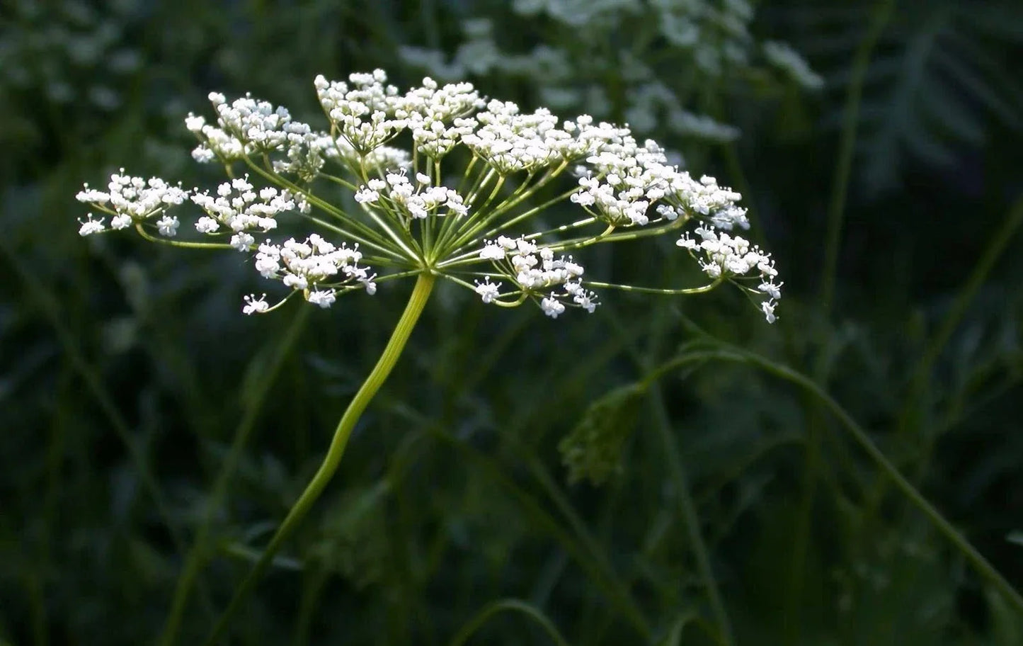 Anise Herb Seeds - Non-GMO Heirloom Licorice Flavor - Pimpinella anisum