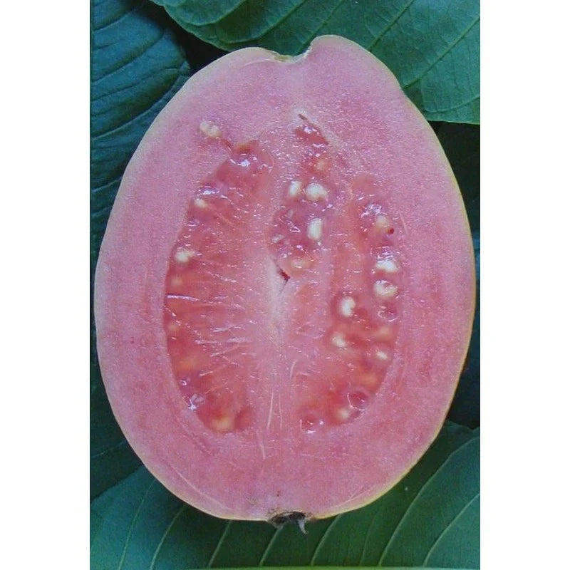 Barbie Pink Guava Quart Pot Live Rooted Cutting - Psidium guajava Tropical Fruit Plant