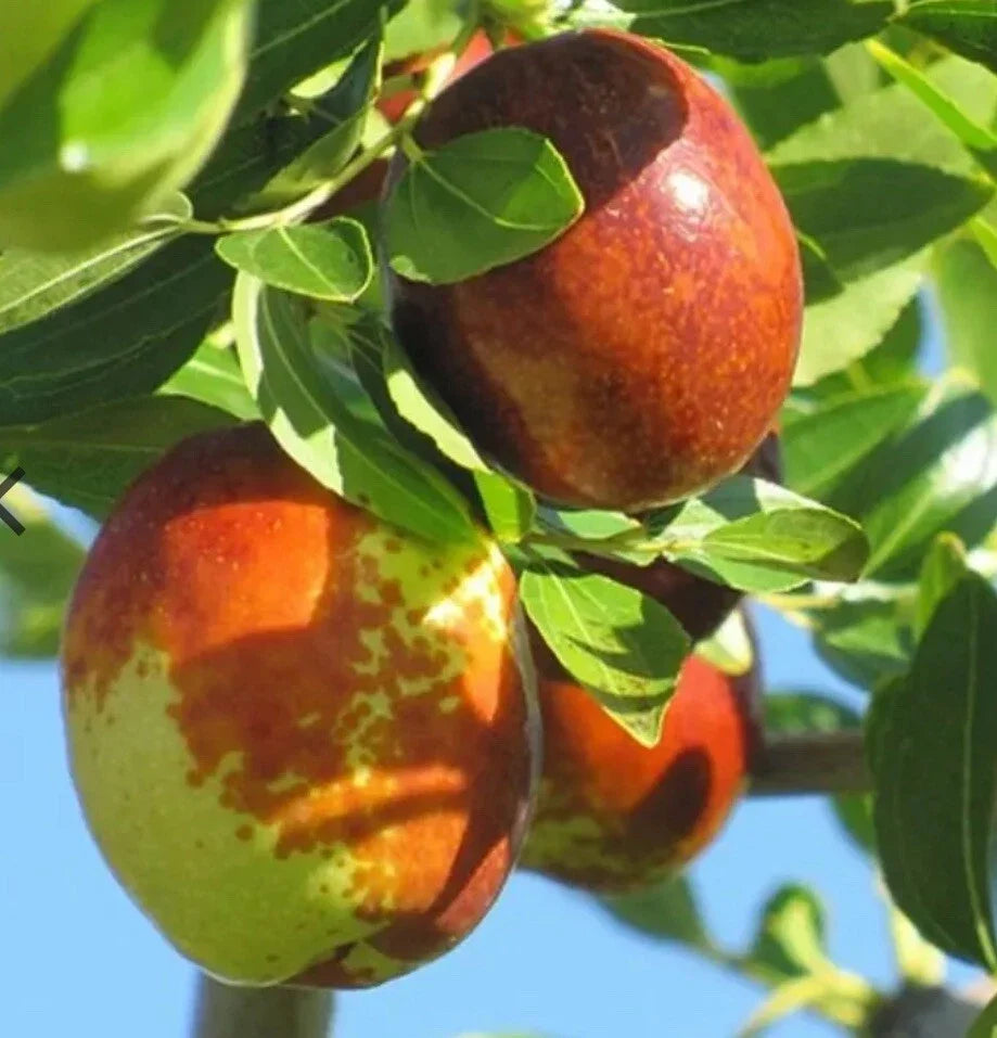 Sugar Cane Jujube Fruit Tree - Bare Root 4-5 Feet - Ziziphus jujuba - Drought-Resistant, Sweet Edible Fruit