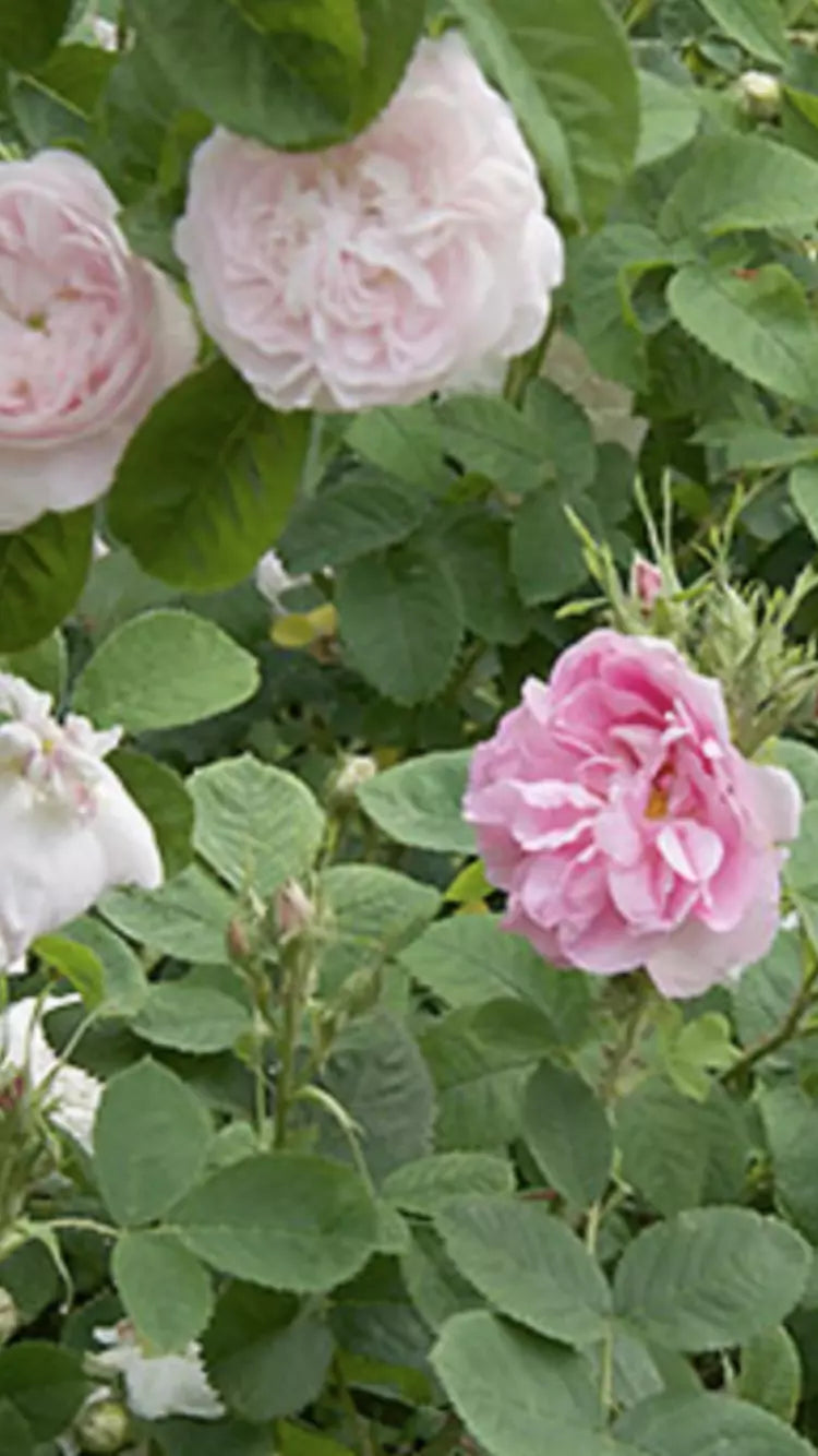 Rosa 'Duchesse de Montebello' Cuttings - 3 Very Fragrant Rose Plant Cuttings 6-8” Long