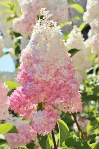Hydrangea Seeds - 5 Light Strawberry Pink Perennial Flowers - Hydrangea macrophylla, Garden, Border, Container Plant