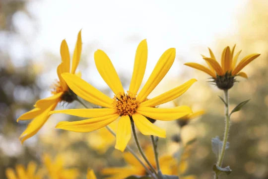 Engelmann's Daisy Seeds - 25+ Seeds - Engelmannia peristenia - Native Wildflower