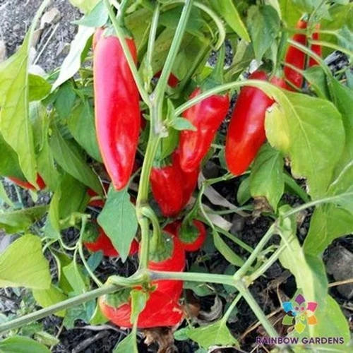 Chipotle Morita Hot Pepper Seeds - 25+ Premium Capsicum annuum Seeds for Garden Planting