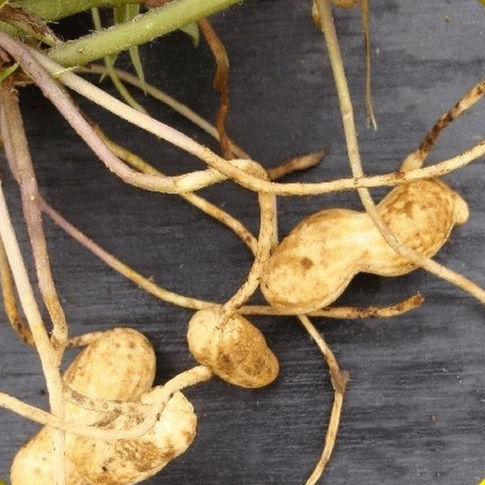 Virginia Jumbo Peanut Seeds - Pack of 30+ Arachis hypogaea for Home Garden Planting, High-Quality, Bush-Type, Non-GMO