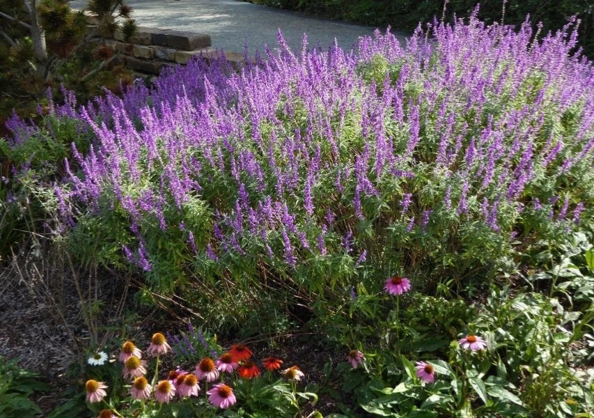 Mexican Sage Live Starter Plant, 'Santa Barbara' Variety, Salvia leucantha, Purple Flowers, Drought-Tolerant, Free Shipping