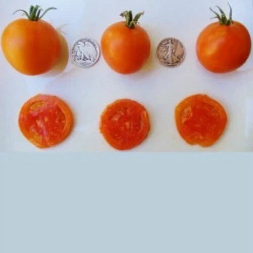Jaune Flammee Tomato Seeds - 25 Count - 2023 Harvest - Lycopersicon esculentum