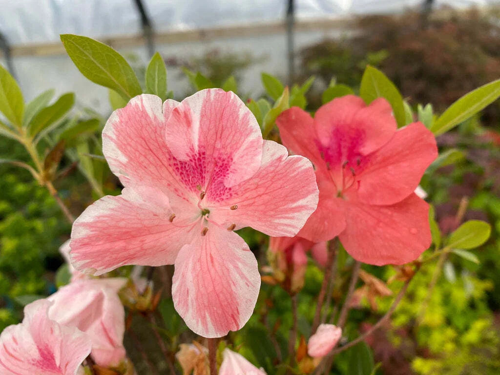 Azalea Starter Plant - Multi-Color Peachy Pink Blooms - Rhododendron spp. - 4-Inch Pot