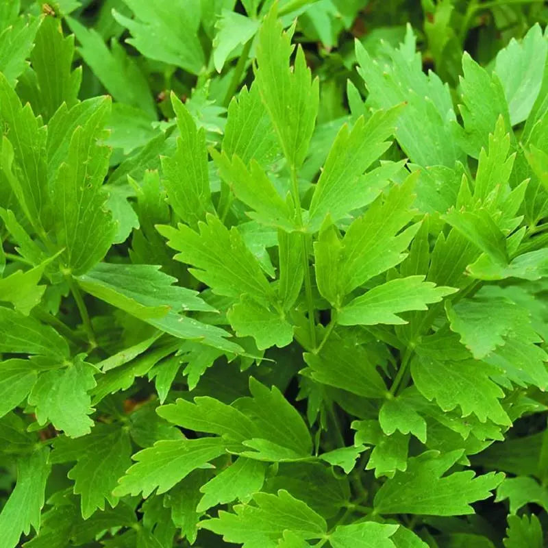 Lovage Seeds 200 Heirloom Non-GMO Perennial Herb Levisticum officinale US Seller