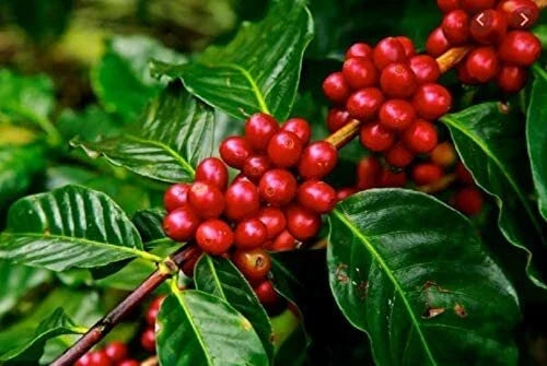 Arabica Coffee Tree Seeds - 5 Pack Indoor Houseplant - Coffea arabica - Exotic Green Foliage