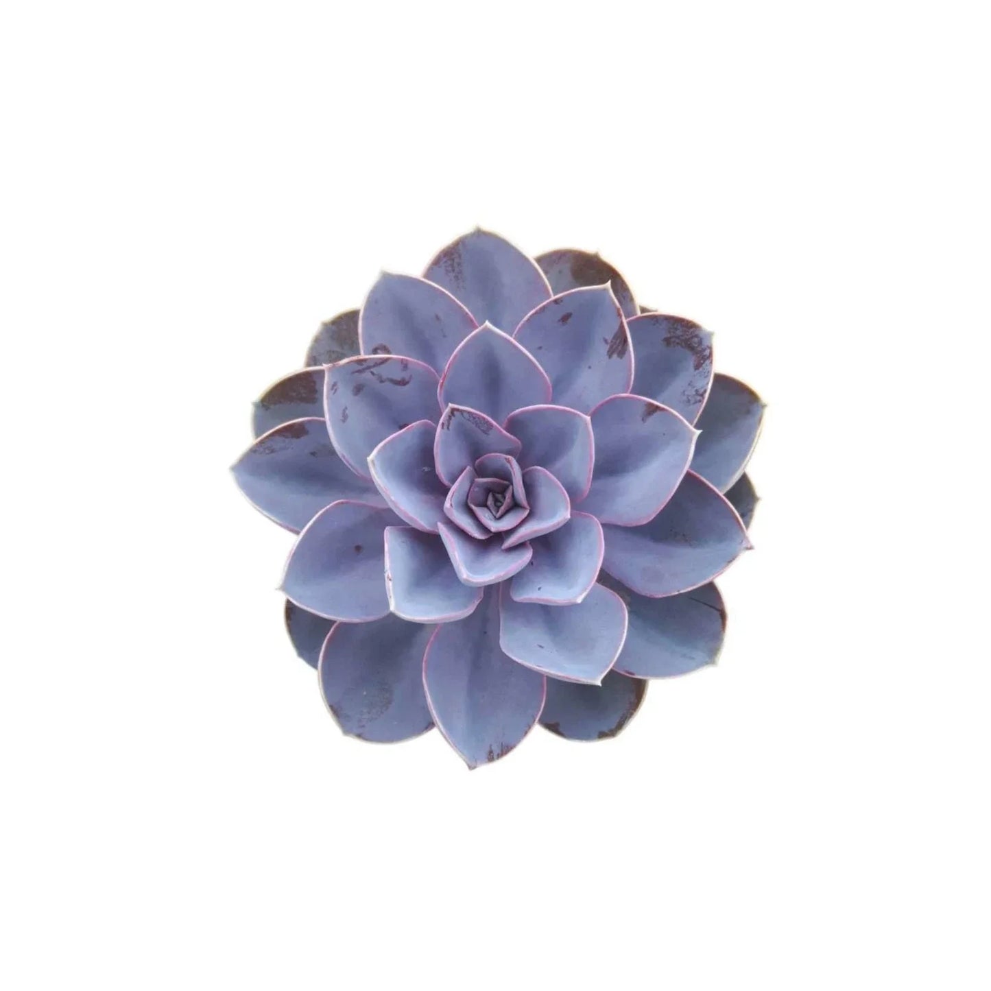 Echeveria Purple Pearl Succulent Plant | Rooted Starter in 4-Inch Pot | Colorful Rosette Foliage