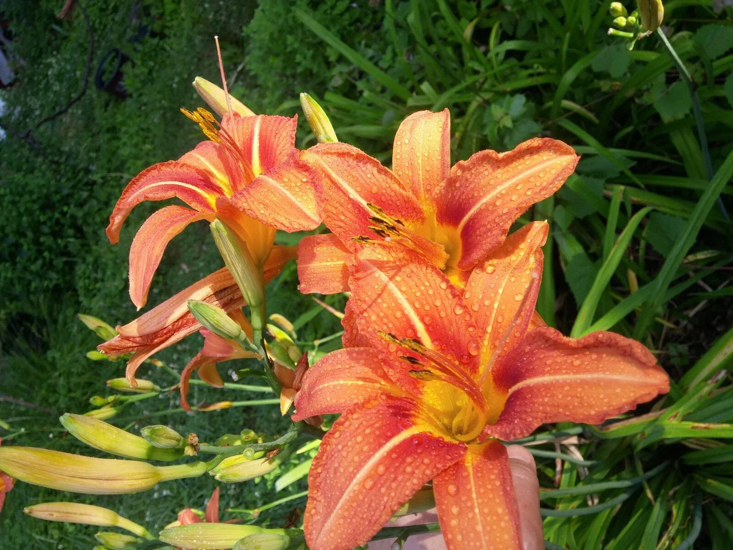 Daylily Starter Plants - 20 Quality Hemerocallis Plants with Strong Roots