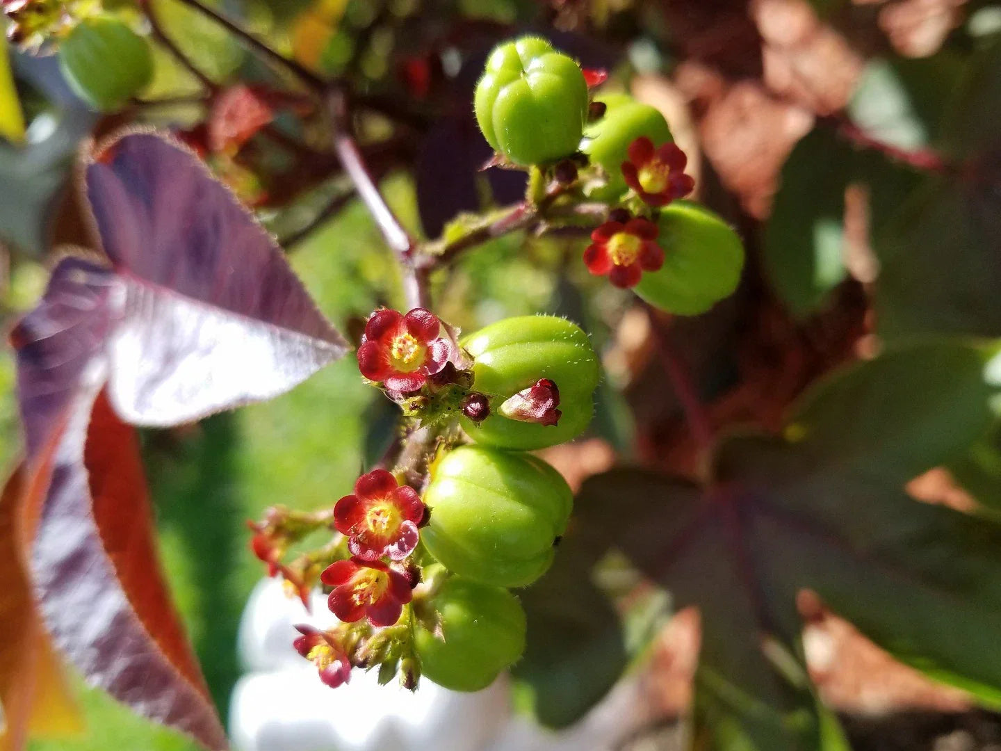 Live Rooted Jatropha Gossypifolia Belly Ache Bush Starter Plant for Gardens and Medicinal Use