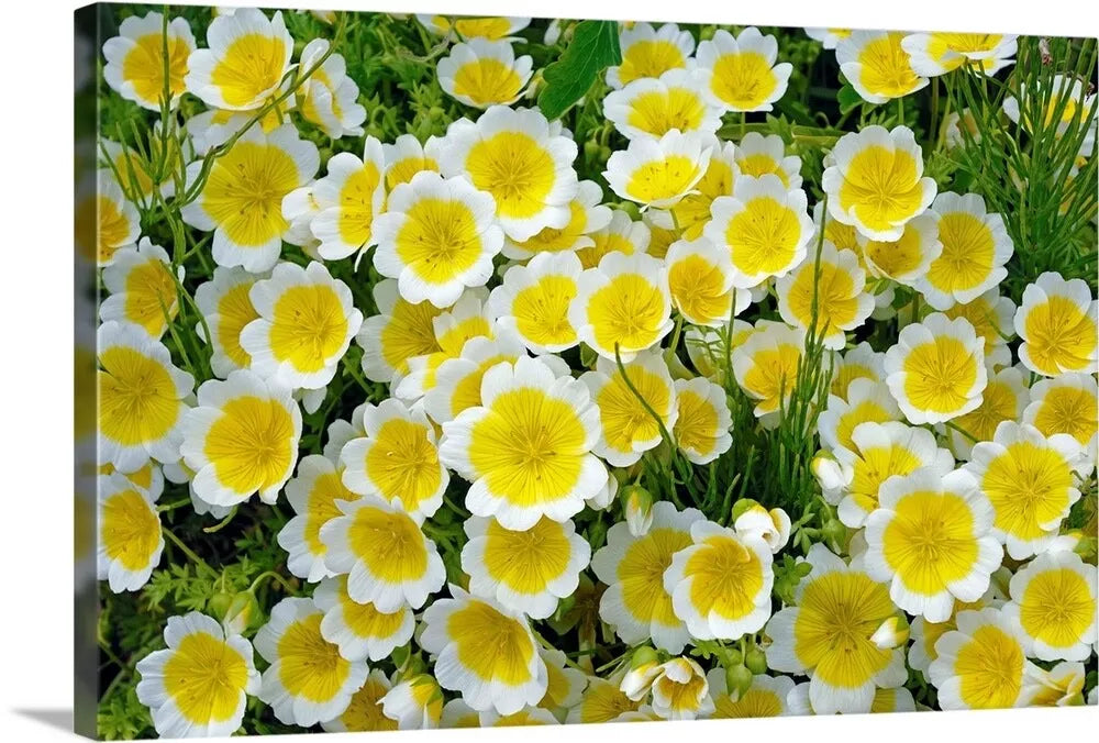 Limnanthes douglasii Poached Egg Flower Seeds - Bright Yellow Blooms, Wildflower Annual Seed Pack, Easy to Grow, Pollinator Attracting