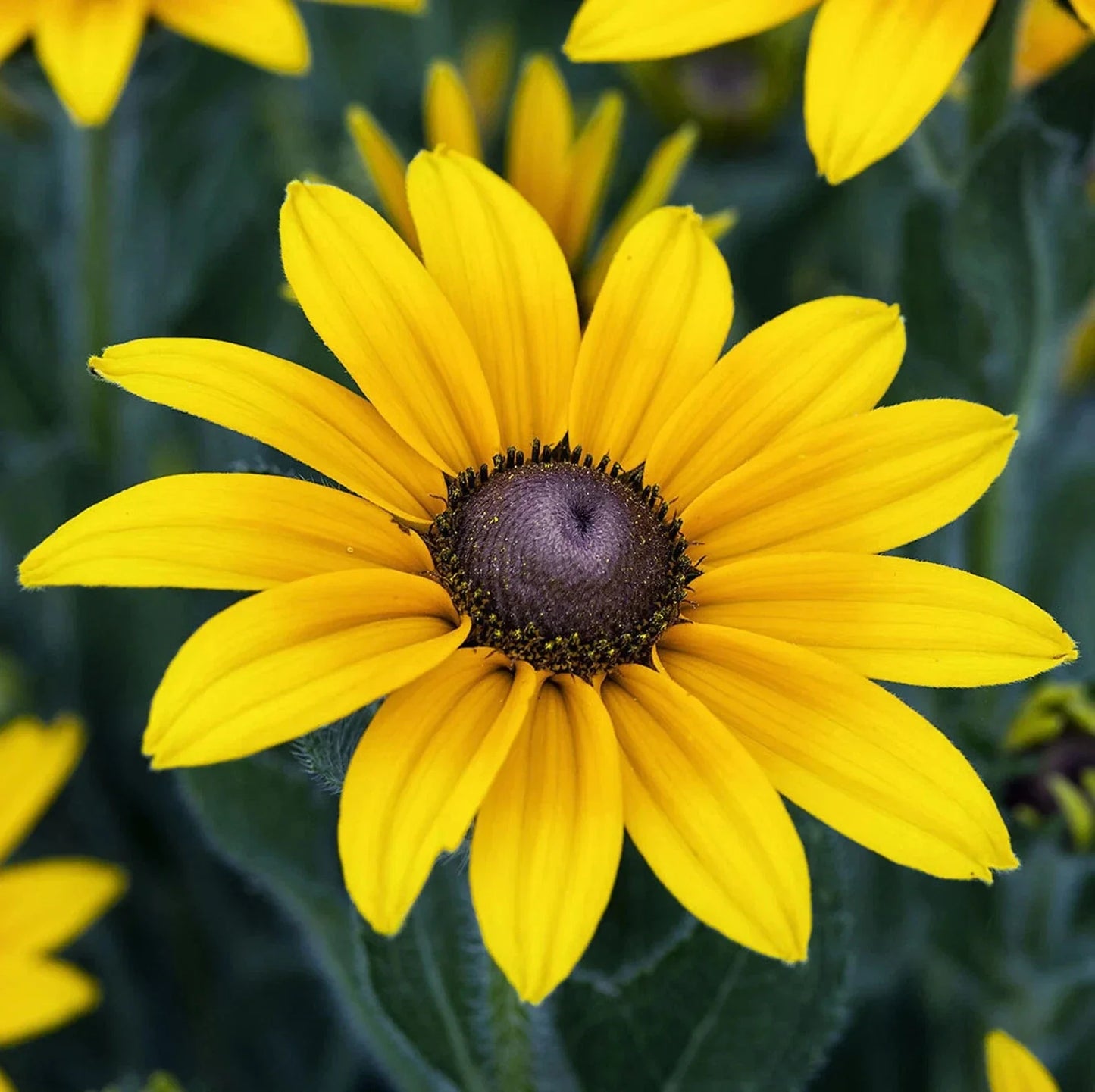 Black Eyed Susan Seeds - 50 Pack - Indian Summer Rudbeckia hirta - Bright Yellow Flowers for Pollinator Garden