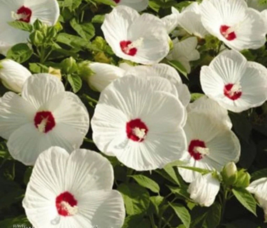 Hardy White Hibiscus Live Plant - Bare Root Hibiscus grandiflorus for Fall Planting, White Flowers, Pollinator Attractant