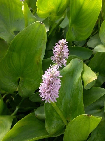 Pink Pickerel Rush Plant 6-8" Aquatic Perennial Purple Blooms Pontederia cordata
