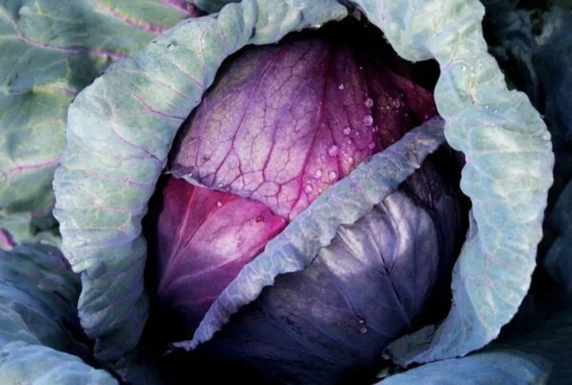 Red Acre Cabbage Seeds - Organic Heirloom Non-GMO Vegetable Seeds for Easy Gardening - Brassica oleracea