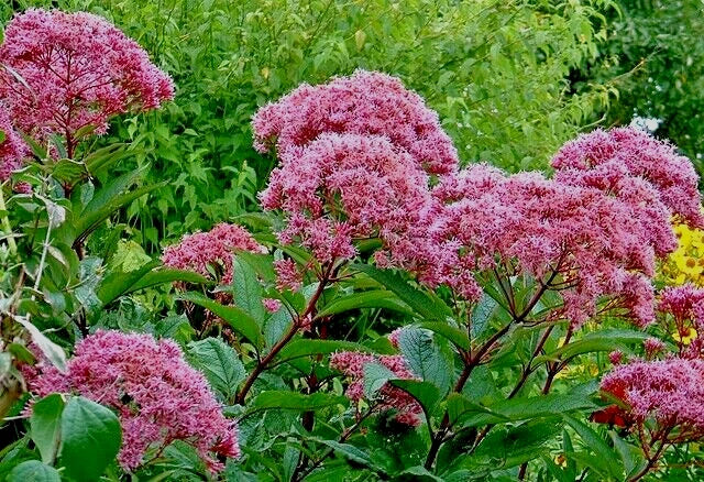 Joe Pye Weed Seeds Bulk 1001 Count Eupatorium purpureum Tall Wildflower for Pollinators