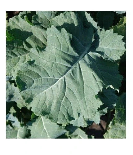 Kale Seeds - 1000 Count - Heirloom, Cold Hardy, Compact Brassica oleracea var. sabellica Seeds for Vegetable Garden