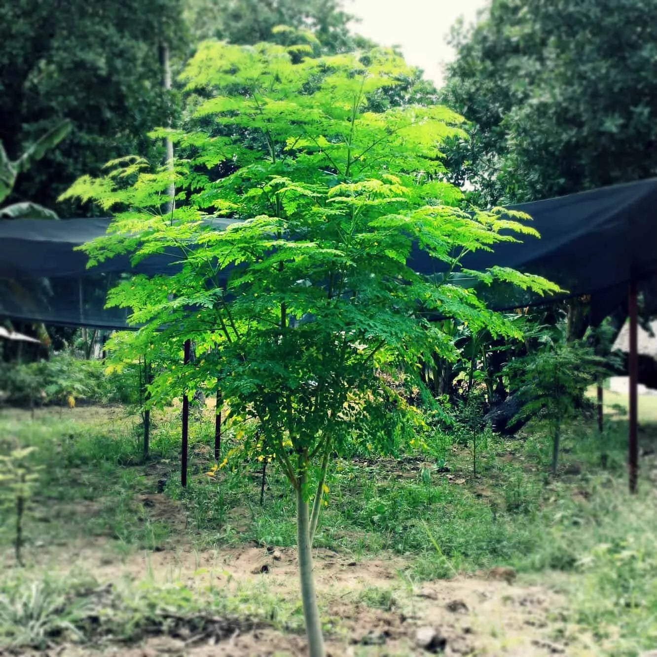 Moringa Seeds for Planting - 50+ Non-GMO Fast Growing Moringa Oleifera Tree Seeds USA